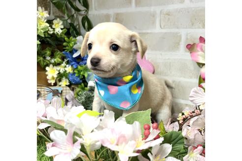 成約済の愛知県のミックス犬-371156の4枚目