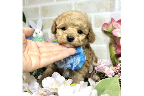 成約済の愛知県のトイプードル-371172の16枚目