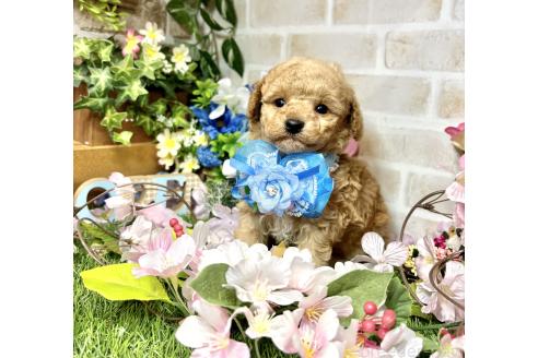 成約済の愛知県のトイプードル-371172の15枚目