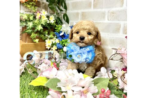 成約済の愛知県のトイプードル-371172の14枚目