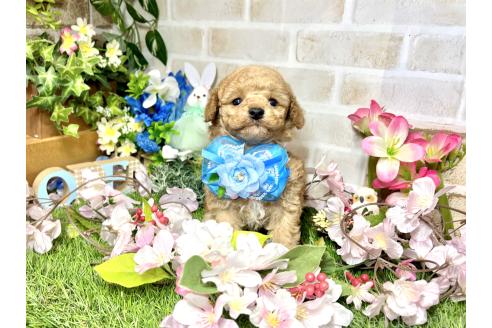 成約済の愛知県のトイプードル-371172の13枚目