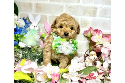 成約済の愛知県のトイプードル-371168の20枚目