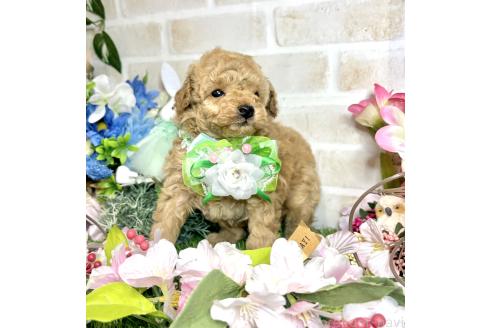 成約済の愛知県のトイプードル-371168の19枚目