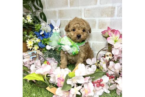 成約済の愛知県のトイプードル-371168の17枚目
