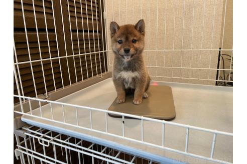 成約済の兵庫県の豆柴-375070の5枚目