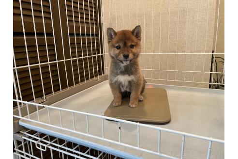 成約済の兵庫県の豆柴-375070の4枚目