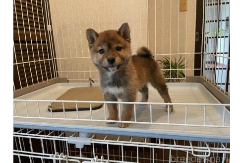 成約済の兵庫県の豆柴-375070の3枚目