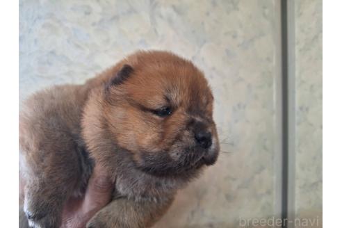 成約済の千葉県のチャウチャウ-375486の3枚目