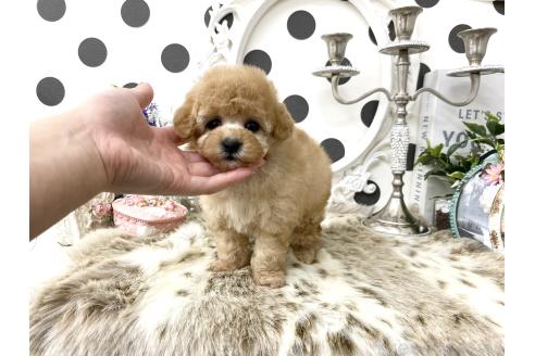 成約済の京都府のティーカッププードル-375493の6枚目