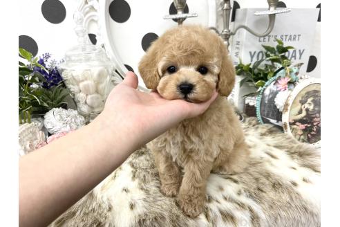 成約済の京都府のタイニープードル-375496の4枚目