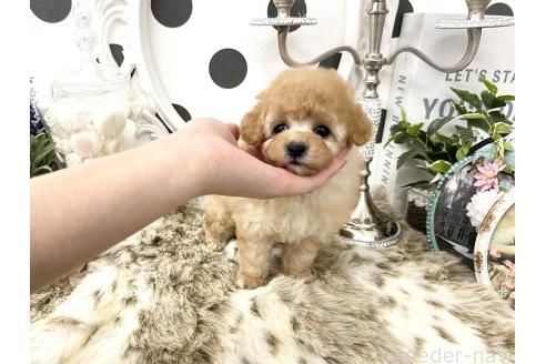 成約済の京都府のティーカッププードル-375493の3枚目