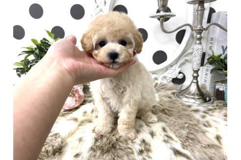 成約済の京都府のタイニープードル-375497の5枚目