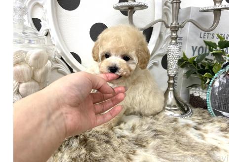 成約済の京都府のタイニープードル-375497の4枚目