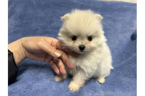 成約済の佐賀県のポメラニアン-375502の5枚目