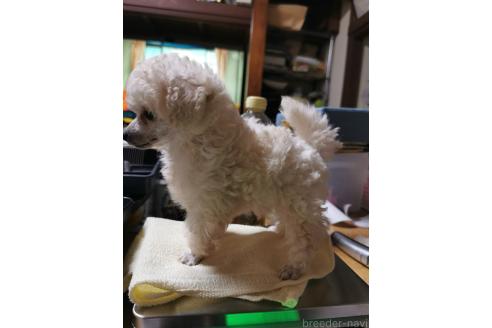 販売中の神奈川県のティーカッププードル-375505の10枚目