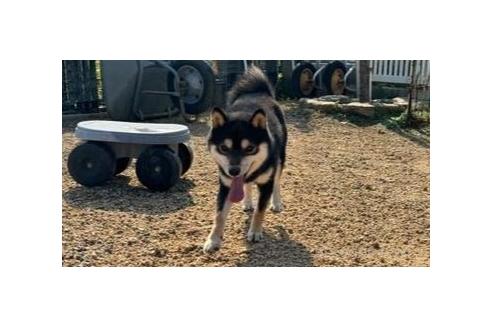 販売中の岡山県の豆柴-375508の6枚目