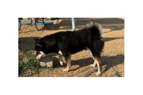 販売中の岡山県の豆柴-375508の5枚目