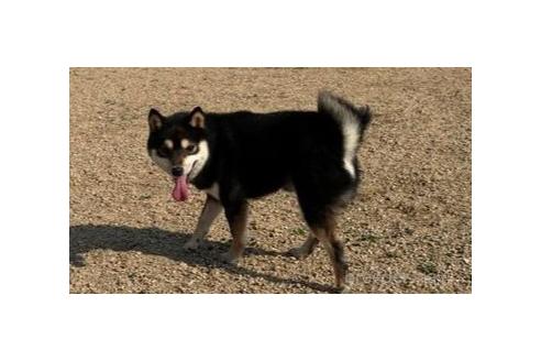 販売中の岡山県の豆柴-375508の4枚目