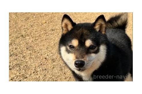 販売中の岡山県の豆柴-375508の3枚目