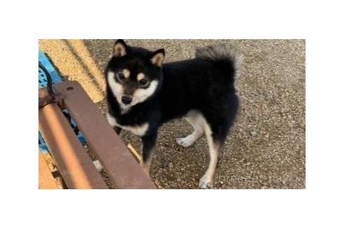 販売中の岡山県の豆柴-375508の2枚目