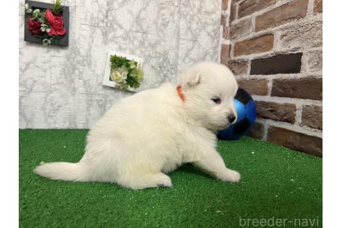 成約済の愛知県のミックス犬-375538の7枚目