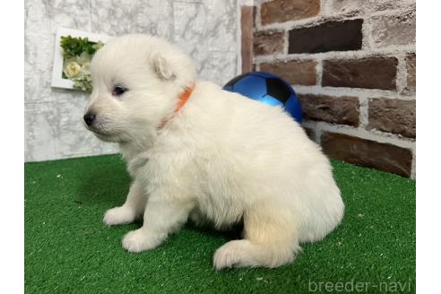 成約済の愛知県のミックス犬-375538の3枚目