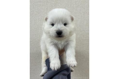 成約済の愛知県のミックス犬-375538の2枚目