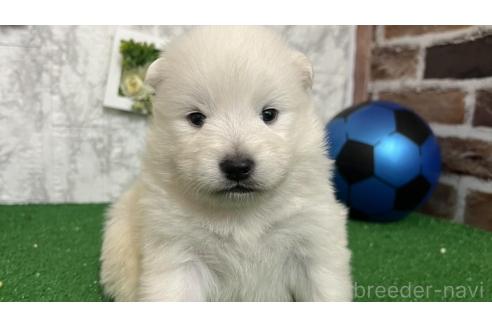 成約済の愛知県のミックス犬-375538の1枚目