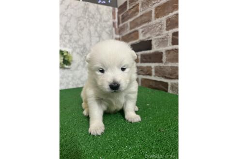 成約済の愛知県のミックス犬-375539の7枚目
