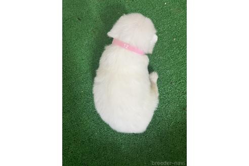 成約済の愛知県のミックス犬-375539の6枚目