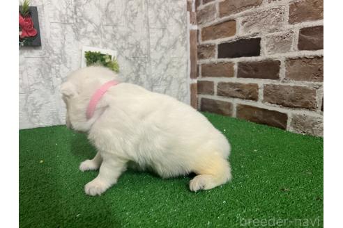 成約済の愛知県のミックス犬-375539の5枚目