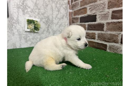 成約済の愛知県のミックス犬-375539の3枚目
