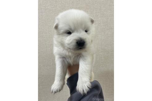 成約済の愛知県のミックス犬-375539の2枚目