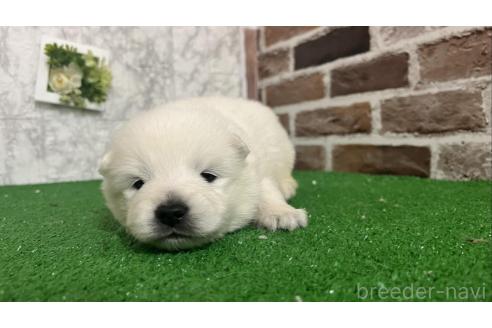 成約済の愛知県のミックス犬-375539の1枚目