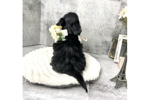 成約済の愛知県のチワプー:チワワ×トイプードル-371153の7枚目