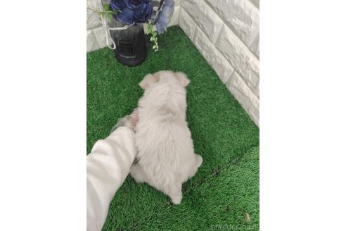 成約済の岡山県のマルチーズ-375598の12枚目