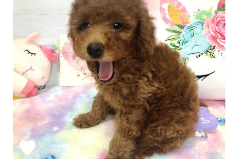 成約済の愛知県のトイプードル-368307の16枚目