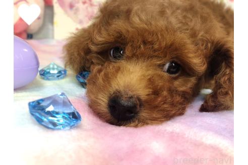 成約済の愛知県のトイプードル-368307の10枚目