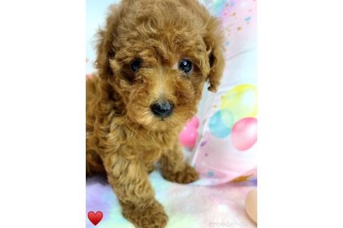 成約済の愛知県のトイプードル-368308の22枚目