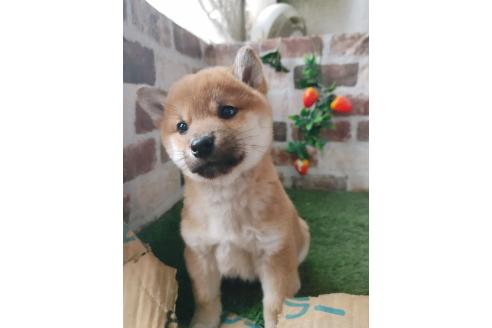 成約済の鹿児島県の柴犬-373465の3枚目
