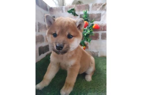 成約済の鹿児島県の柴犬-373465の2枚目