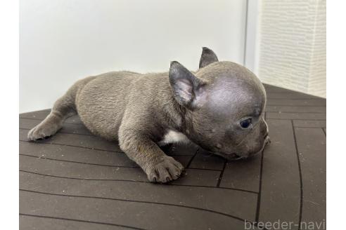 成約済の茨城県のエキゾチックブリー-375624の11枚目