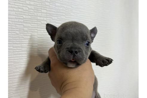 成約済の茨城県のエキゾチックブリー-375624の9枚目