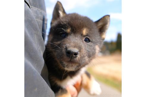 成約済の千葉県の柴犬-375626の1枚目
