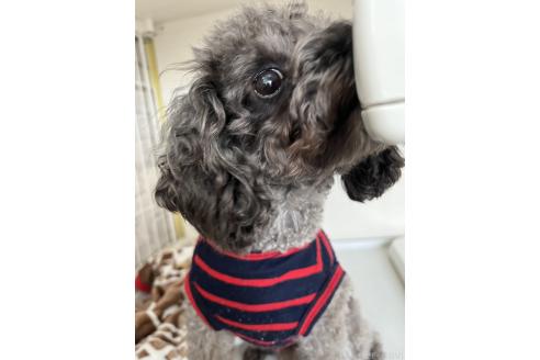 だいやちゃん1枚目