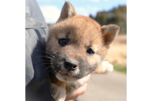 成約済の千葉県の柴犬-375627の8枚目