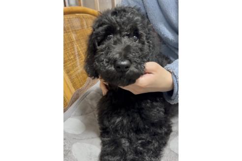 成約済の奈良県のスタンダードプードル-367740の14枚目