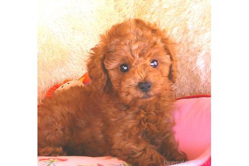 成約済の茨城県のトイプードル-375456の1枚目