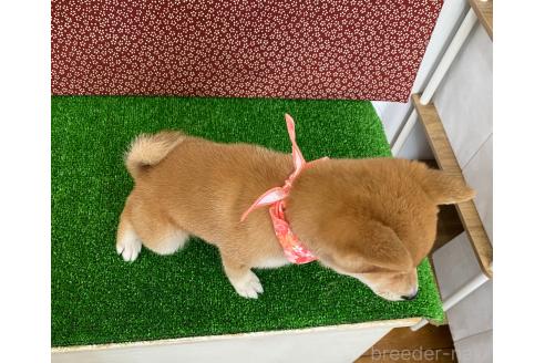 成約済の神奈川県の豆柴-375688の2枚目