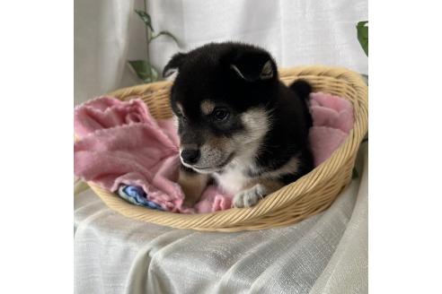 商談中の茨城県の柴犬-375692の5枚目
